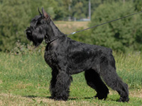 giant schnauzer Gently Born ECLIPSE OF THE MOON