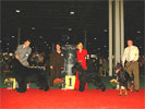 BEST IN SHOW Giant Schnauzer GB Never Give Up