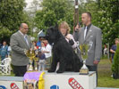 BEST IN SHOW giant schnauzer Gently Born NEVER GIVE UP