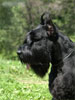 giant schnauzer Gently Born NEVER GIVE UP