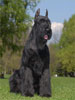 giant schnauzer Gently Born NEVER GIVE UP