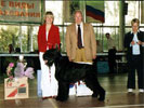 R.BIS giant schnauzer Gently Born NEVER GIVE UP