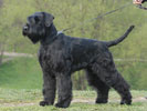 giant schnauzer Gently Born FOREVER WITH YOU