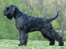 giant schnauzer Gently Born FOREVER WITH YOU