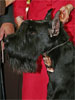 Giant Schnauzer GB Never Give Up