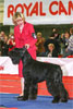 Giant Schnauzer GB Never Give Up