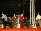 Giant Schnauzer GB Never Give Up - Best In Group