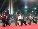Best In Group Giant Schnauzer GB Never Give Up