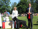 Best In Group Giant Schnauzer GB Never Give Up
