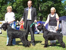 Best Of Breed Giant Schnauzer GB Never Give Up