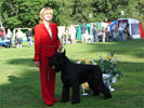 Best Of Breed Giant Schnauzer GB Never Give Up